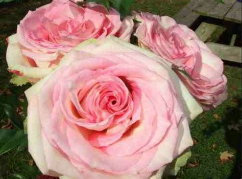 Cabbage Rose Vintage Flowers Pink Flowers Rose Seeds Cabbage Roses