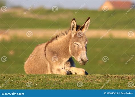 Laying Wild Donkey In A Field Immagine Stock Immagine Di Podere