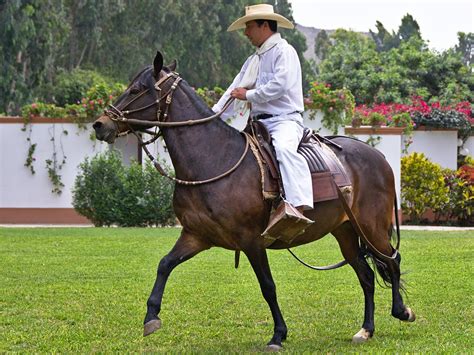 A pretty girl, or handsome guy that comes from south america (many dont. Peruvian Paso Horse - Facts | Colors | Characteristics ...