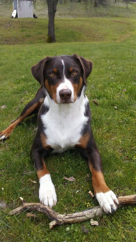 Sacramento spca is a animal rights, welfare, and services charity located in sacramento, ca. Appenzeller Sennenhund Dog