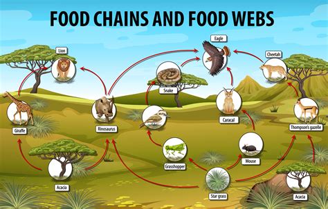 Education Poster Of Biology For Food Chains Diagram 1778285 Vector Art