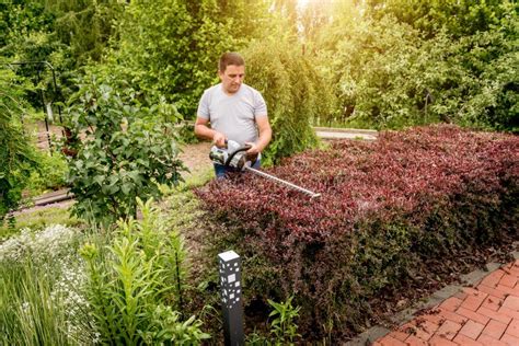 A Man Trimming Shrub With Hedge Trimmer Stock Image Image Of Bush