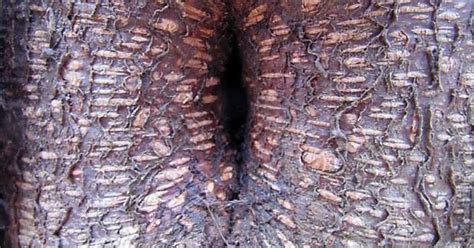 Tree Porn Imgur