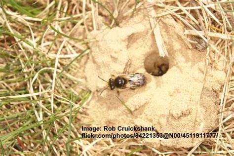 Types Of Ground Bees With Pictures Identification And Control
