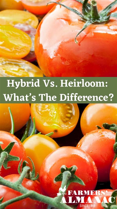 Hybrid Vs Heirloom Whats The Difference Tomato Faqs In 2021