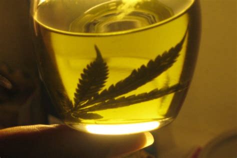 🥇 ¿como hacer un aceite de cannabis 🐔 polloshermanos