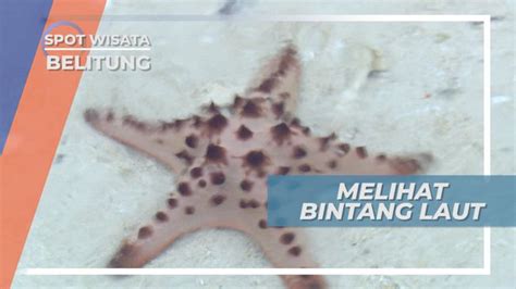 Pulau Babi Kecil Menyapa Bintang Laut Penghuni Pulau Belitung