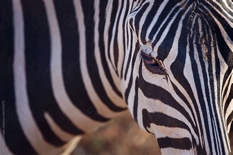 Zebra At The Zoo By Helen Sotiriadis Stocksy United