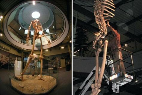 Hidden History Revealed 7 Meter Tall Giant Skeletons On Display