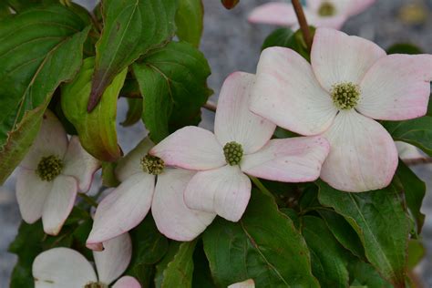 Satomi Dogwoods Are One Of The Most Beautiful Shrubs Available Light