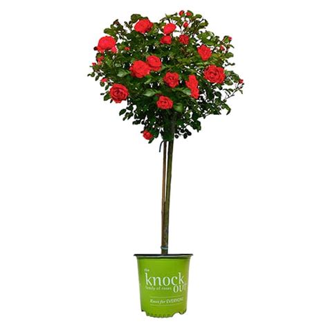 The Double Knock Out Tree Rose Plant With Vibrant Cherry Red Blooms 3