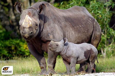 Since camel's have strong backs, they can. New population of rhino might have been discovered ...