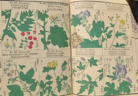 Botanical Encyclopedia Yuyo Shokubutsu Zusetsu 有用植物図説 Catawiki