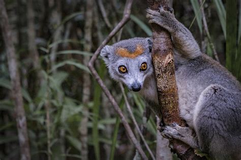 Female Crowned Lemur Mike Smith Photography