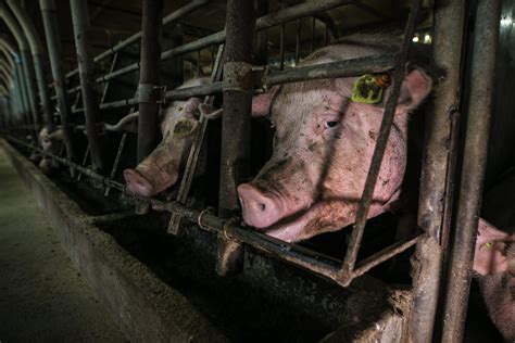 Factory Farming What It Is And Why Its A Problem