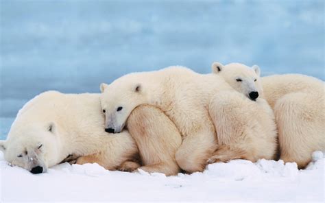 Polar Bears Animals Wallpaper 34991569 Fanpop