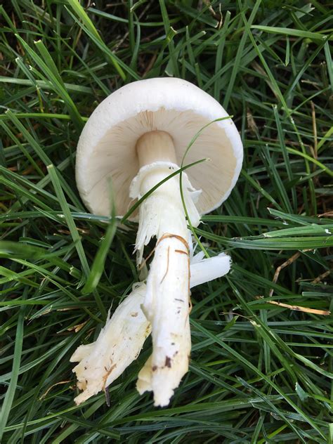 White Gilled Mushrooms Pacific Northwest Shroomid