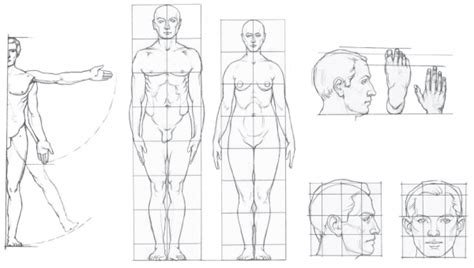 Изучение анатомии человека с нуля для рисования