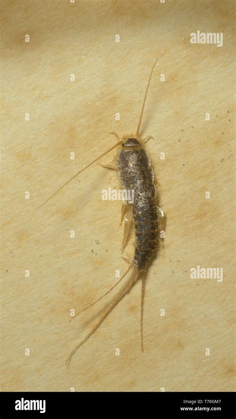 A Silverfish Lepisma Saccharina Is A Small Wingless Insect Which Derives It S Name From It S