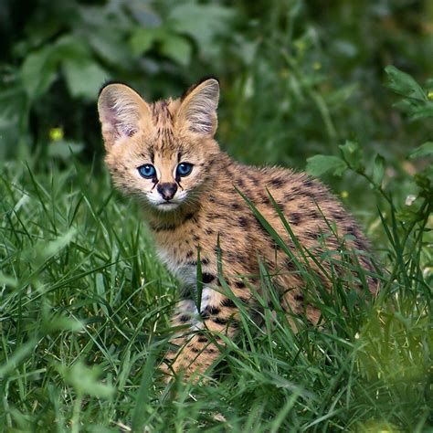 Serval Beauty Serval Cats Serval Wild Cats