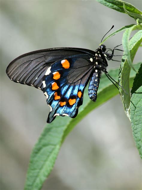 Each has its own distinct colour and patterns grade on their wings, and therefore each of the butterflies listed on the article guide is all unique in their ways. Awe-inspiring Facts About the Beautiful Swallowtail ...