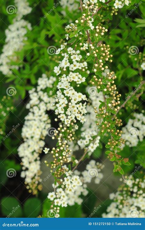 Small White Flowers In Sumptuous Clusters Along Leafy Spirea Shrub