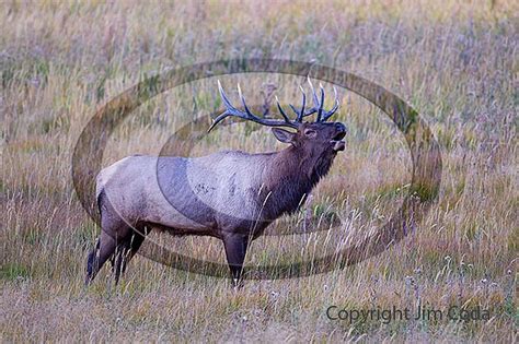 A Bull Elk Responds To Anothers Call Jim Coda Nature Photography