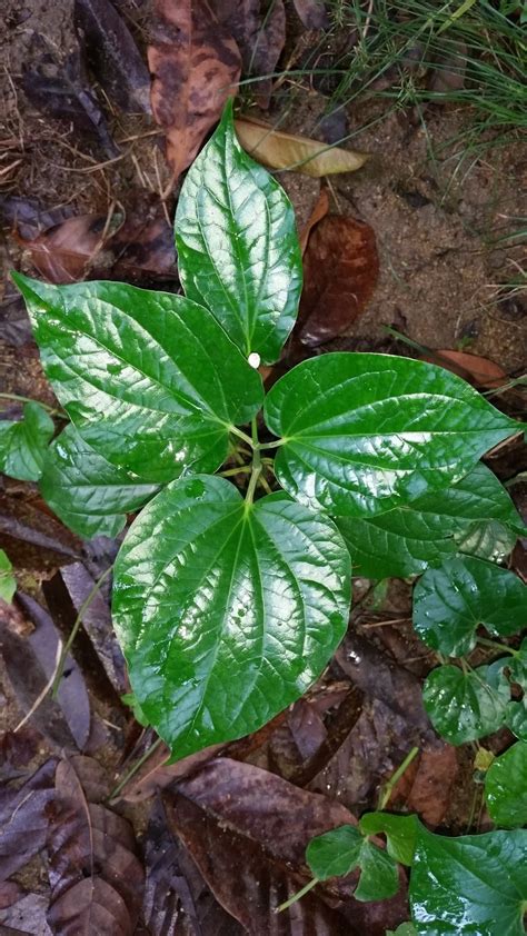 Khasiat daun katuk yang pertama adalah kemampuannya mengatasi anemia. Warisan Petani: Pokok Kaduk.