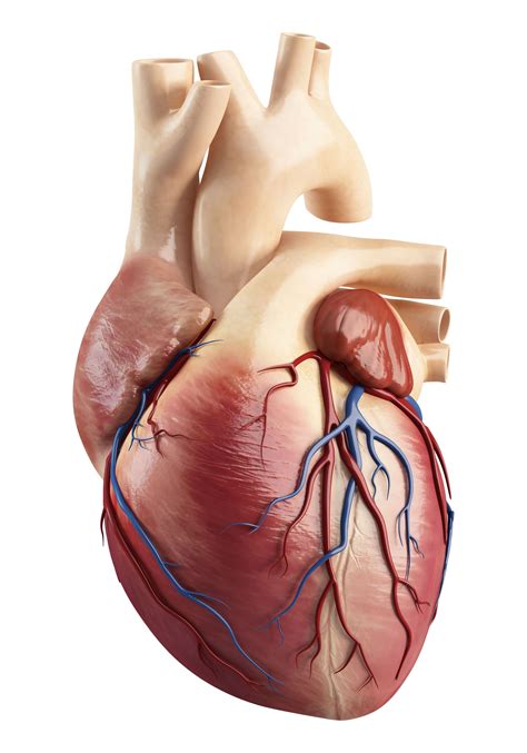 El Corazón Es El órgano Más Perfecto Y Sensible Del Cuerpo Humano