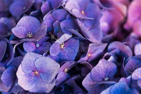 Collection Of Beautiful Blossom Purple Violets Stock Image Image Of