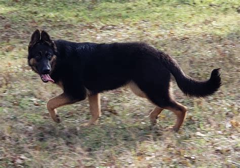 Mishka 6 Month Old Gsd From The Vhr Ranch In Ledbetter T Tx Gsd Dog