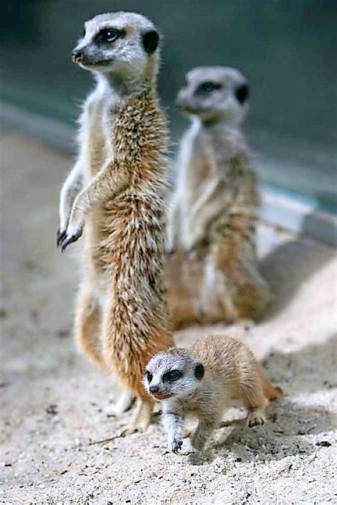 Compare The Baby Meerkats Wyndham