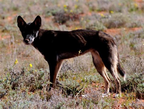 The briefcase belonged to an internal v.s.s.e. From east to west, industry backs national wild dog plan ...