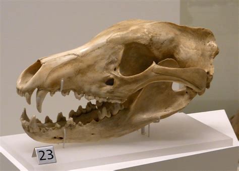 I truly hope that they are still out there somewhere, and that maybe theres a small chance they could come back, they're so unique and lovely: Thylacine (Tasmanian Tiger) | Extinct Animals