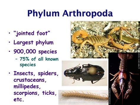 Ppt Phylum Arthropoda Powerpoint Presentation Free Download Id