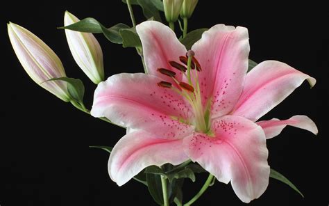 배경 화면 라이트 핑크 백합 꽃 근접 검은 배경 x HD 그림 이미지