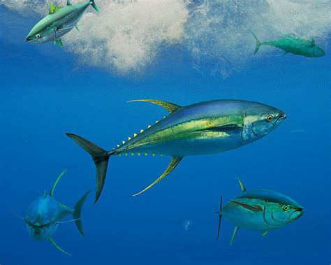 Rules of engagement (au) / the royal romance au. Bigeye tuna