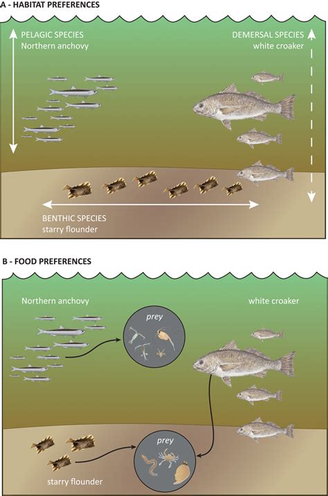 Representation Of The Ecological Niche Overlap Between Three Fish