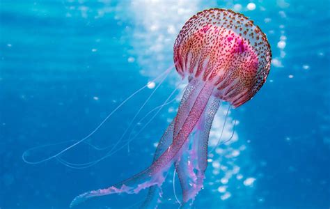 Are Jellyfish Immortal Can Jellyfish Live Forever Aquaticstories