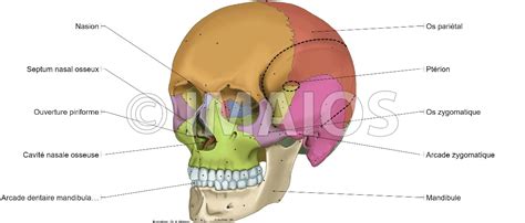 Anatomie Du Crâne Illustrations Anatomiques E Anatomy