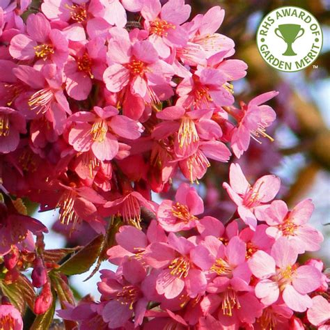 Prunus Kursar Buy Cherry Blossom And Flowering Cherry Trees