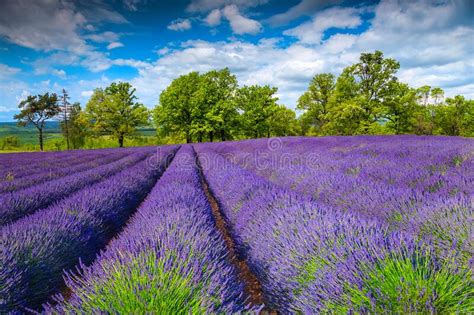 Beautiful Summer Landscape And Purple Lavender Rows On The Fields Stock