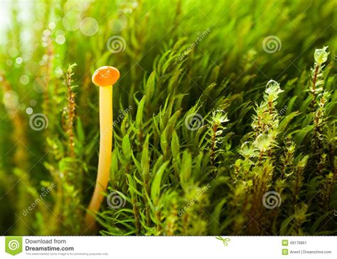 Drops On Mushroom And Moss Stock Image Image Of Mushroom 49176861