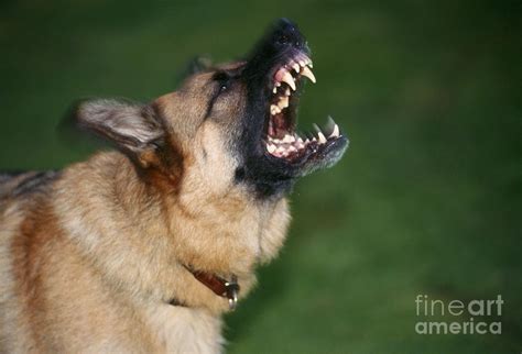 Snarling German Shepherd Dog Photograph By John Daniels Pixels