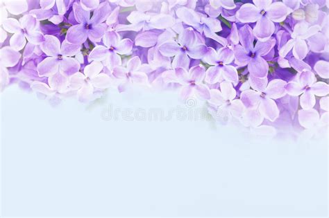 Macro Image Of Lilac Violet Flowers Stock Image Image Of Flowers