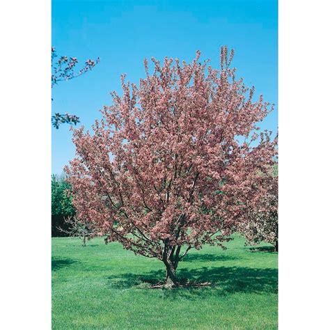 325 Gallon Multicolor Flowering Crabapple Flowering Tree In Pot L5985