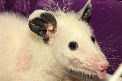 Leucistic Baby Opossum Im Keeping For Educational
