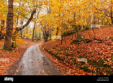 Stunning Autumn Woodland Scene With A Rural Land Winding Through The
