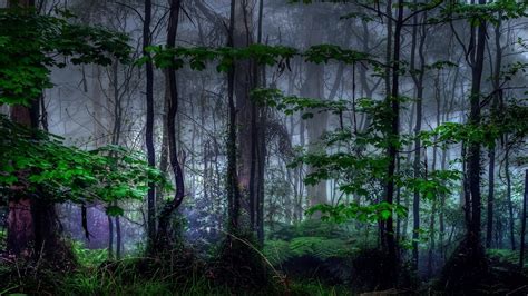 Nature Trees Dark Forest Mist High Definition Wallpapers
