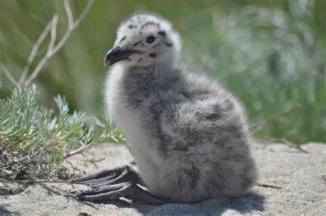 Free Picture Great Black Backed Gull Chick Grass